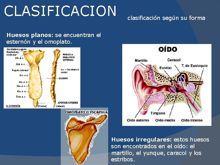 CLASIFICACION clasificación según su forma Huesos planos: se encuentran el esternón y el omoplato.