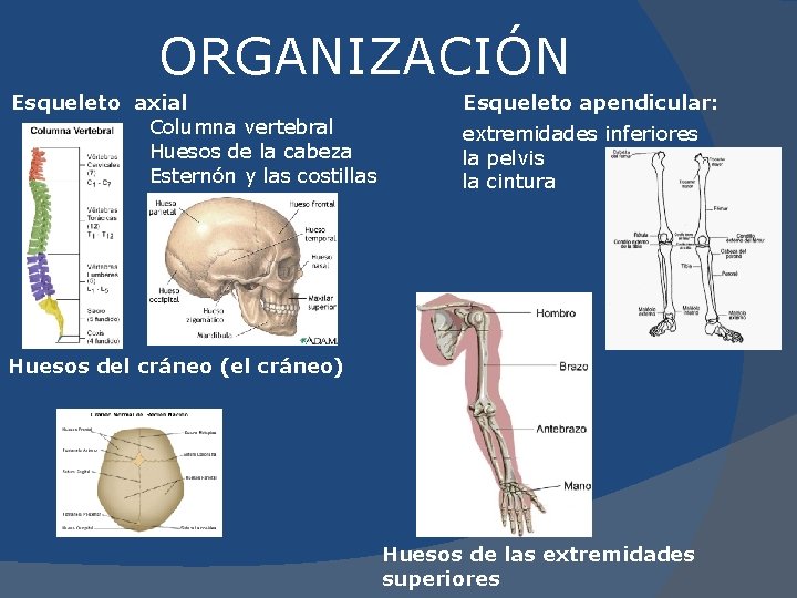 ORGANIZACIÓN Esqueleto axial Columna vertebral Huesos de la cabeza Esternón y las costillas Esqueleto