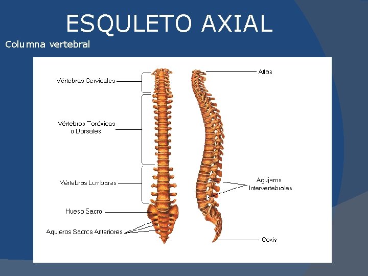 ESQULETO AXIAL Columna vertebral 