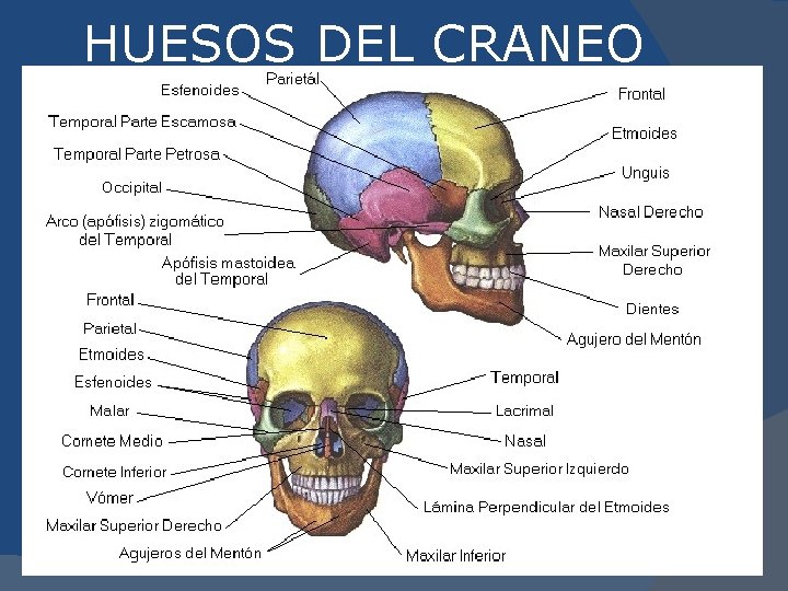 HUESOS DEL CRANEO 