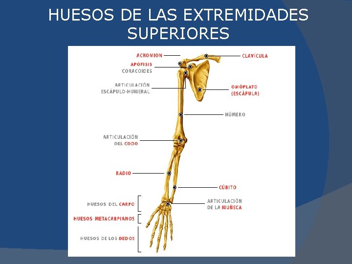 HUESOS DE LAS EXTREMIDADES SUPERIORES 