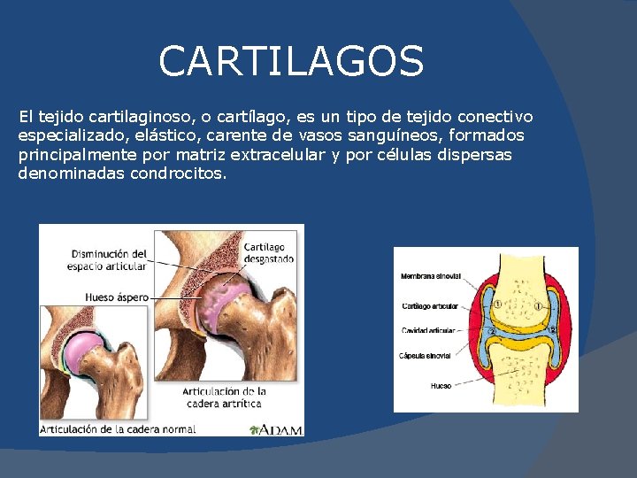 CARTILAGOS El tejido cartilaginoso, o cartílago, es un tipo de tejido conectivo especializado, elástico,