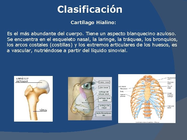 Clasificación Cartílago Hialino: Es el más abundante del cuerpo. Tiene un aspecto blanquecino azuloso.