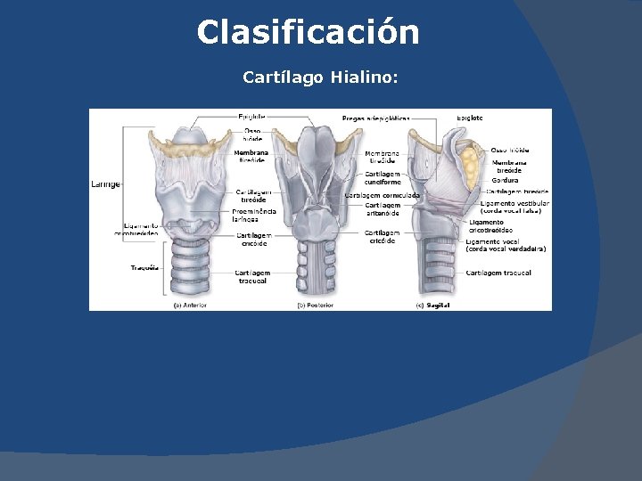 Clasificación Cartílago Hialino: 