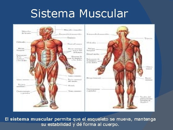 Sistema Muscular El sistema muscular permite que el esqueleto se mueva, mantenga su estabilidad