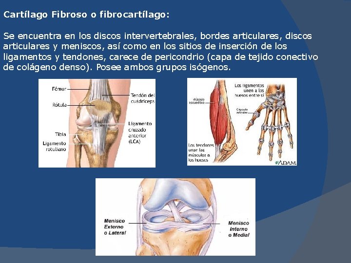 Cartílago Fibroso o fibrocartílago: Se encuentra en los discos intervertebrales, bordes articulares, discos articulares