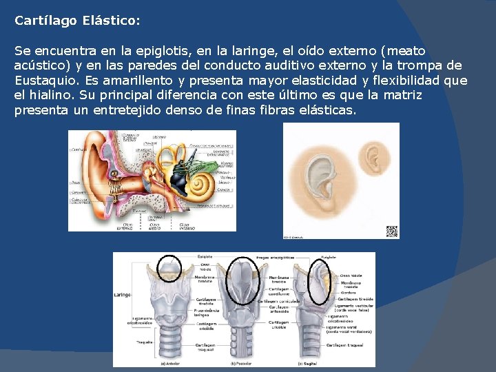 Cartílago Elástico: Se encuentra en la epiglotis, en la laringe, el oído externo (meato