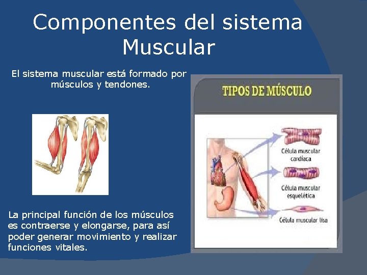 Componentes del sistema Muscular El sistema muscular está formado por músculos y tendones. La