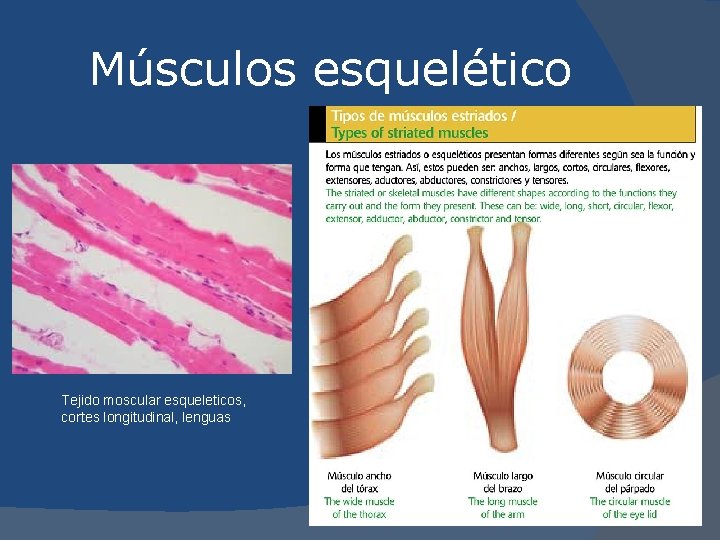 Músculos esquelético Tejido moscular esqueleticos, cortes longitudinal, lenguas 