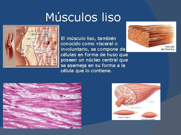 Músculos liso El músculo liso, también conocido como visceral o involuntario, se compone de