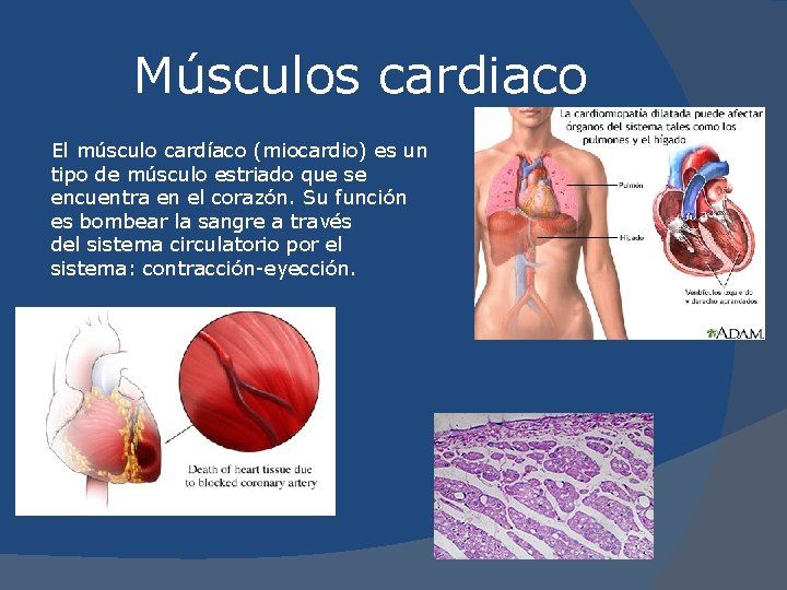 Músculos cardiaco El músculo cardíaco (miocardio) es un tipo de músculo estriado que se
