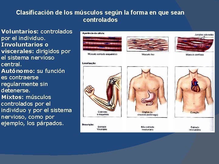 Clasificación de los músculos según la forma en que sean controlados Voluntarios: controlados por