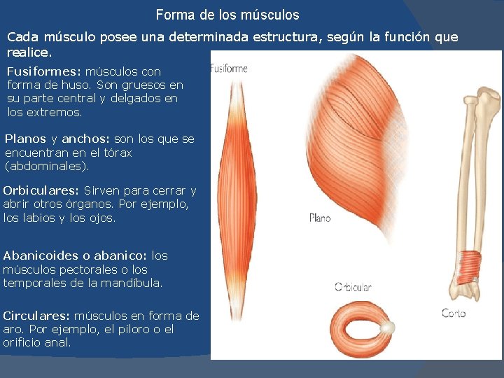Forma de los músculos Cada músculo posee una determinada estructura, según la función que
