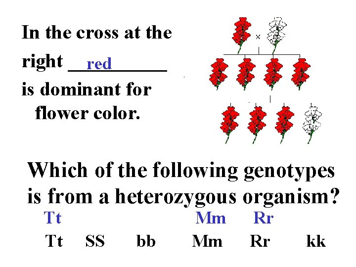 In the cross at the right _____ red is dominant for flower color. Which