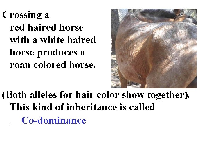 Crossing a red haired horse with a white haired horse produces a roan colored