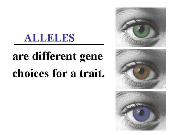 ALLELES ________ are different gene choices for a trait. 