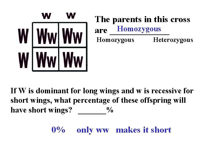 The parents in this cross Homozygous are _______ Homozygous Heterozygous If W is dominant