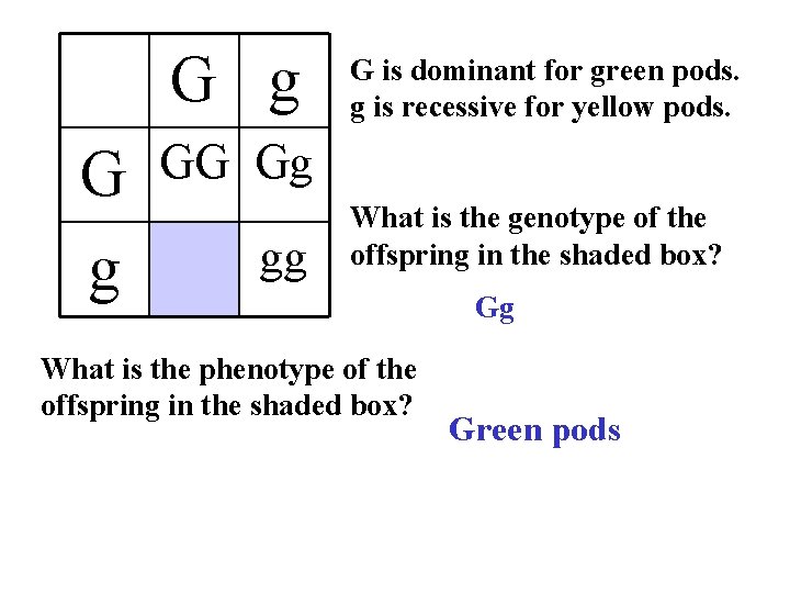 G g G is dominant for green pods. g is recessive for yellow pods.
