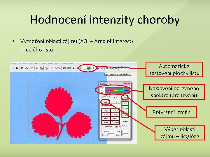 Hodnocení intenzity choroby • Vyznačení oblasti zájmu (AOI – Area of interest) – celého