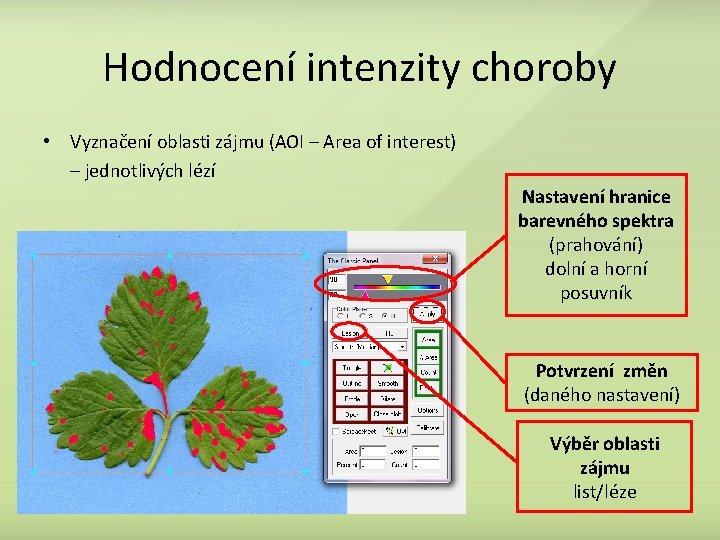 Hodnocení intenzity choroby • Vyznačení oblasti zájmu (AOI – Area of interest) – jednotlivých