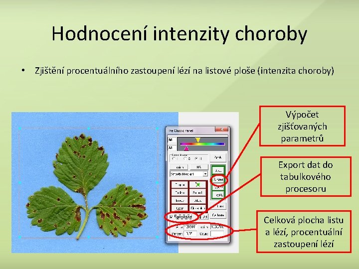 Hodnocení intenzity choroby • Zjištění procentuálního zastoupení lézí na listové ploše (intenzita choroby) Výpočet