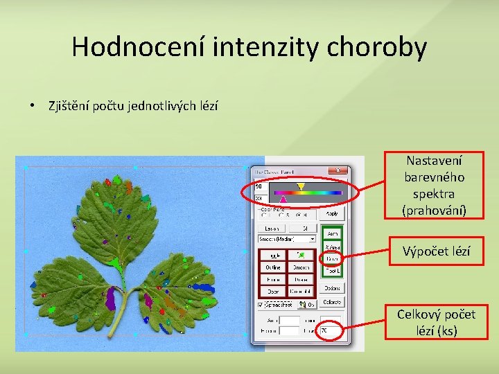 Hodnocení intenzity choroby • Zjištění počtu jednotlivých lézí Nastavení barevného spektra (prahování) Výpočet lézí