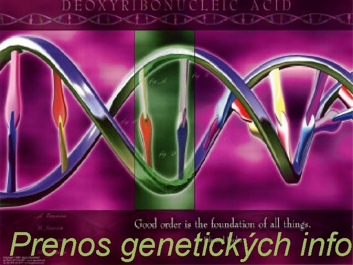 Prenos genetických infor 