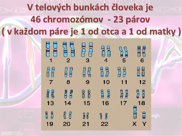 V telových bunkách človeka je 46 chromozómov - 23 párov ( v každom páre