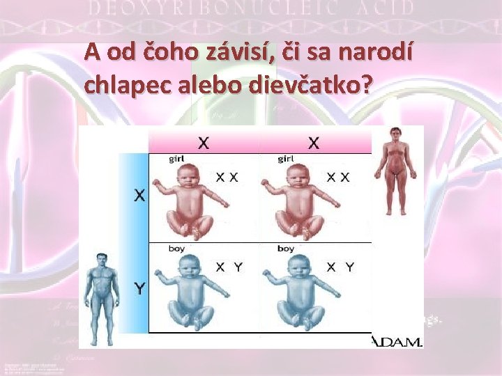 A od čoho závisí, či sa narodí chlapec alebo dievčatko? 