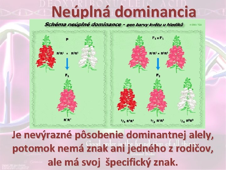 Neúplná dominancia Je nevýrazné pôsobenie dominantnej alely, potomok nemá znak ani jedného z rodičov,