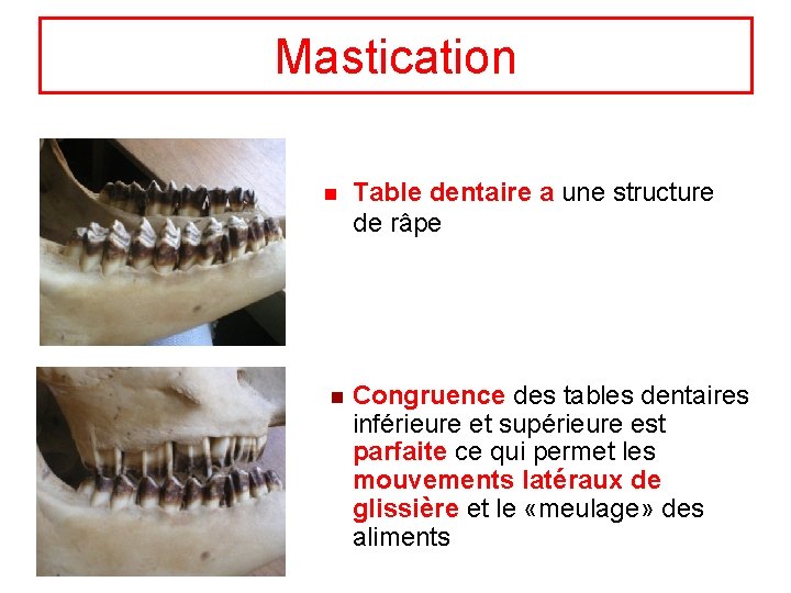 Mastication n Table dentaire a une structure de râpe n Congruence des tables dentaires