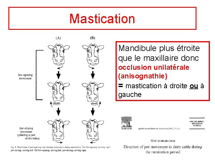 Mastication Mandibule plus étroite que le maxillaire donc occlusion unilatérale (anisognathie) = mastication à