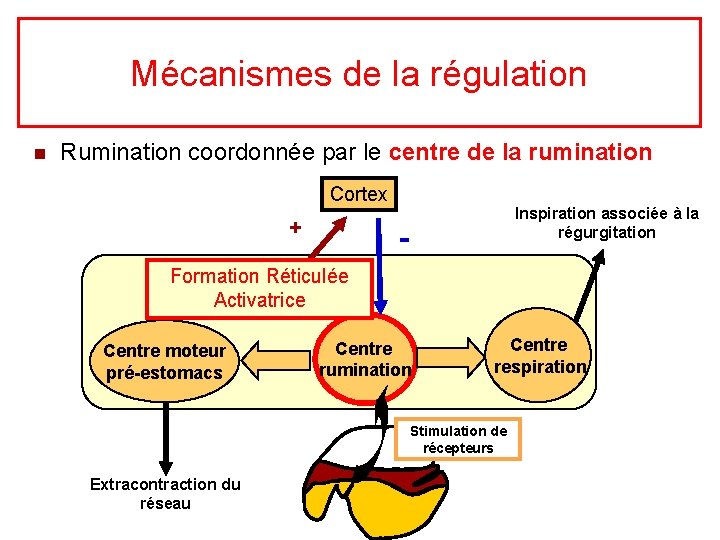 Mécanismes de la régulation n Rumination coordonnée par le centre de la rumination Cortex