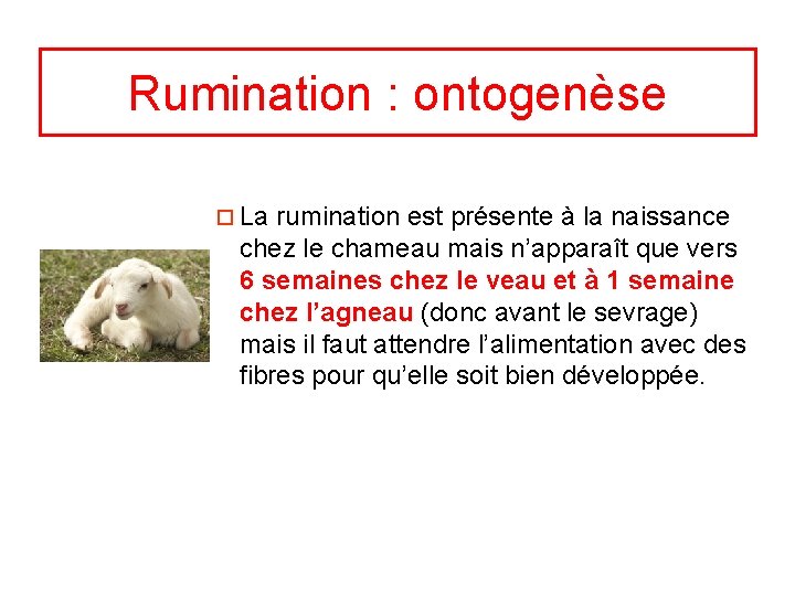 Rumination : ontogenèse ¨ La rumination est présente à la naissance chez le chameau