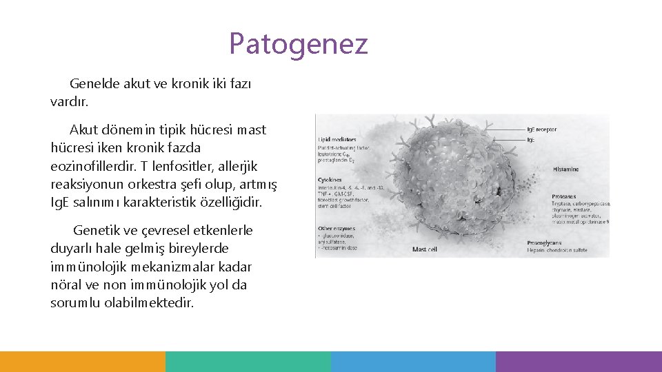 Patogenez Genelde akut ve kronik iki fazı vardır. Akut dönemin tipik hücresi mast hücresi Patogenez Genelde akut ve kronik iki fazı vardır. Akut dönemin tipik hücresi mast hücresi