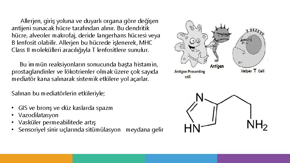 Allerjen, giriş yoluna ve duyarlı organa göre değişen antijeni sunacak hücre tarafından alınır. Bu Allerjen, giriş yoluna ve duyarlı organa göre değişen antijeni sunacak hücre tarafından alınır. Bu