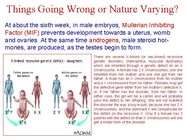 Things Going Wrong or Nature Varying? At about the sixth week, in male embryos,