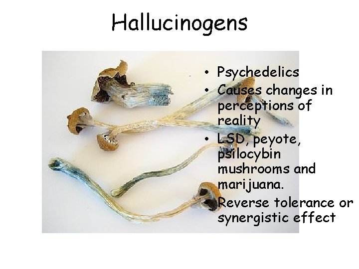 Hallucinogens • Psychedelics • Causes changes in perceptions of reality • LSD, peyote, psilocybin