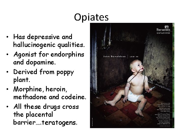 Opiates • Has depressive and hallucinogenic qualities. • Agonist for endorphins and dopamine. •