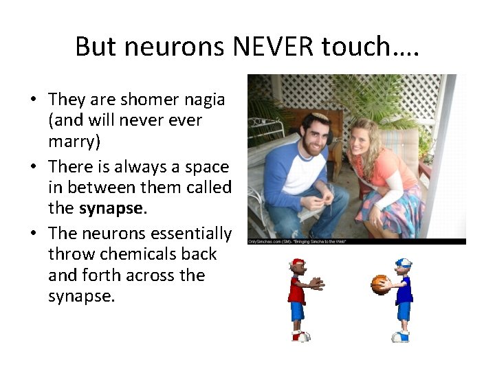 But neurons NEVER touch…. • They are shomer nagia (and will never marry) •