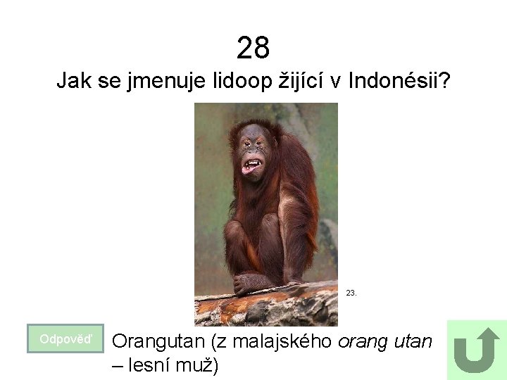 28 Jak se jmenuje lidoop žijící v Indonésii? 23. Odpověď Orangutan (z malajského orang