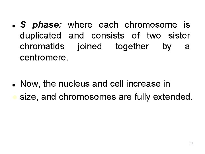 l S phase: where each chromosome is duplicated and consists of two sister chromatids