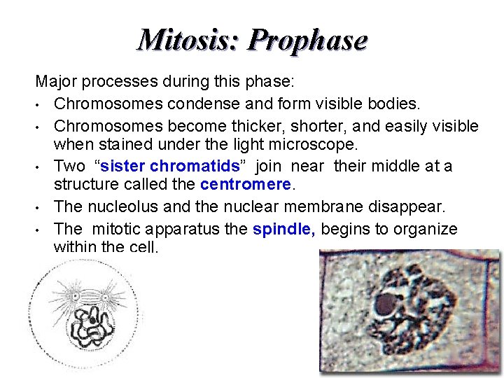 Mitosis: Prophase Major processes during this phase: • Chromosomes condense and form visible bodies.