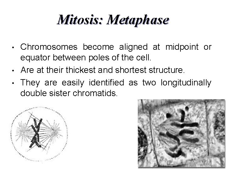 Mitosis: Metaphase • • • Chromosomes become aligned at midpoint or equator between poles