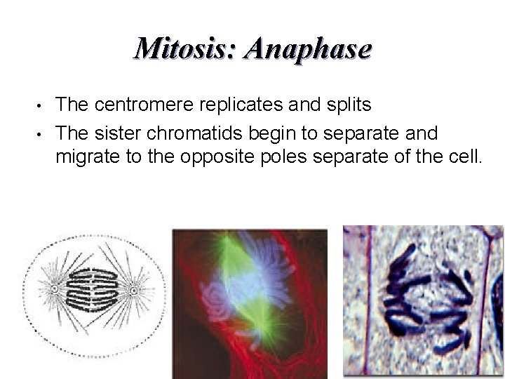 Mitosis: Anaphase • • The centromere replicates and splits The sister chromatids begin to