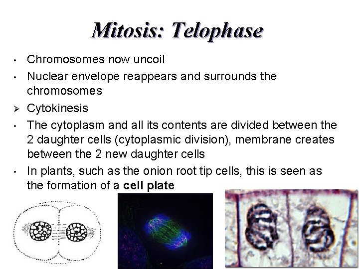 Mitosis: Telophase • • Ø • • Chromosomes now uncoil Nuclear envelope reappears and