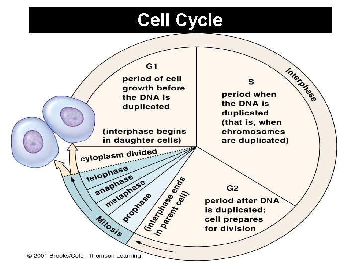 Cell Cycle 