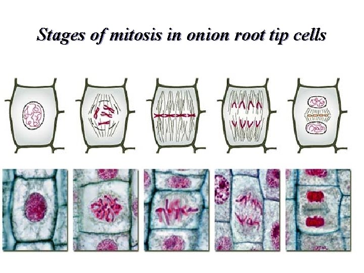 Stages of mitosis in onion root tip cells 