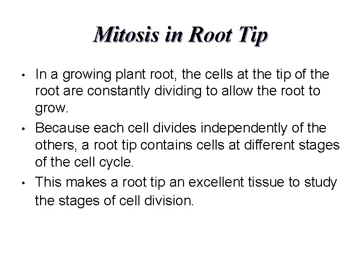 Mitosis in Root Tip • • • In a growing plant root, the cells