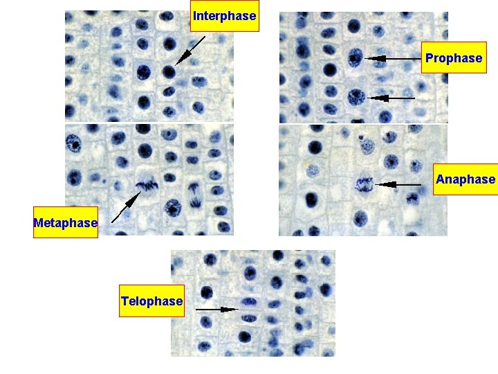 Interphase Prophase Anaphase Metaphase Telophase 